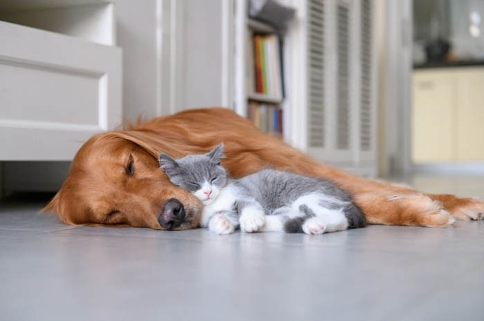 Cat and dog pet health plans available at St. Annes Veterinary Group