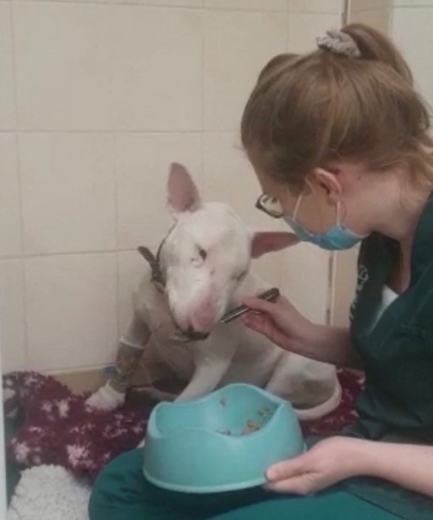 St Anne's Vets comes to the rescue after dog swallows household items!