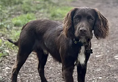 Warning of lungworm risk following case in young puppy in Sussex