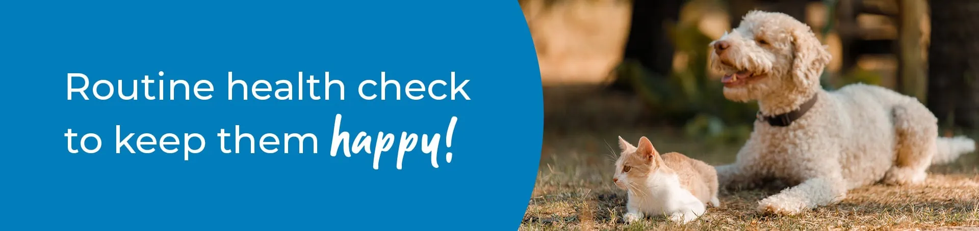 Pet Health Check in Eastbourne | Preventative Vet Care