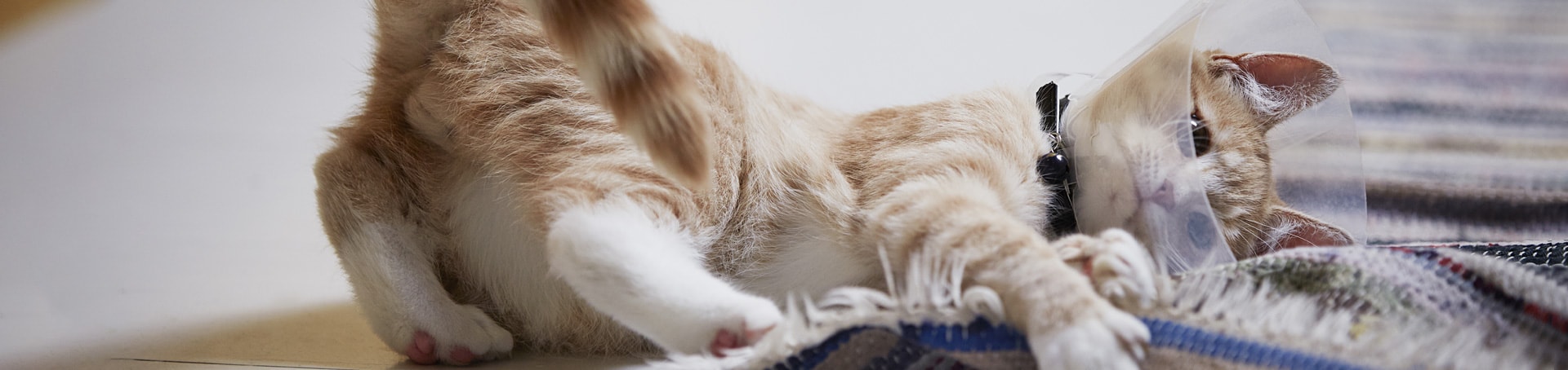 Advice on grooming your cat or dog at home