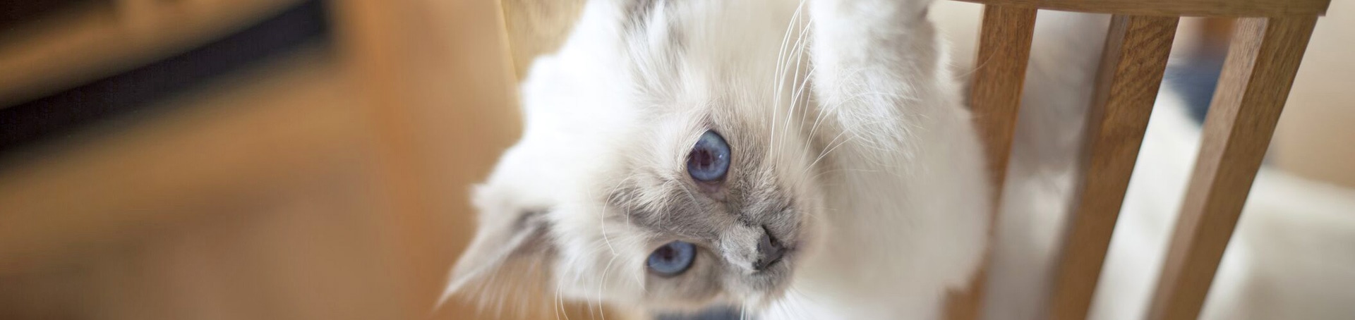 Rabbit Neutering in Eastbourne