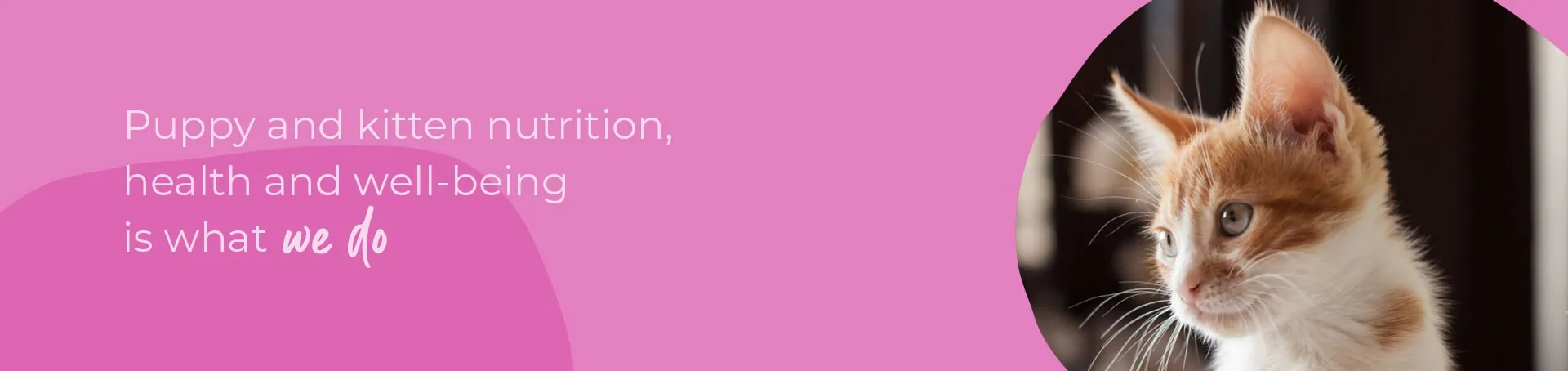 Start of Life for Your Puppy or Kitten